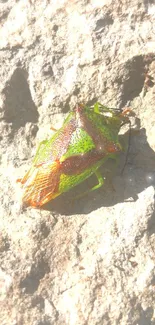 Vibrant green and orange bug on a sunlit rock surface.