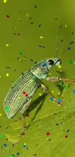 Green bug with colorful confetti on leaf background.