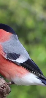 Vibrant bullfinch perched on a branch with a lush green backdrop.