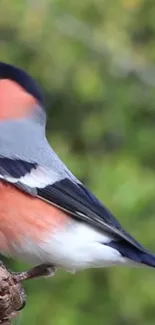 Bullfinch bird perched against green foliage.