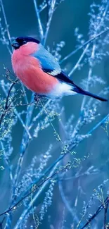 Bullfinch sitting on a frosty branch with a blue background.