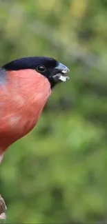 Bullfinch bird on a branch with lush green background.