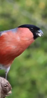 Bullfinch bird perched with green background, vibrant colors.