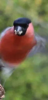 Bullfinch in flight with a blurred green nature background.