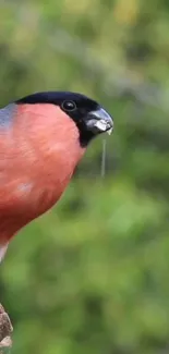 Vibrant bullfinch perched in lush greenery.