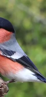 Vibrant bullfinch perched on branch with lush greenery background.