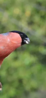 Bullfinch perched on branch with lush green background.