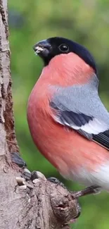 Bullfinch bird perched on tree with green forest background.