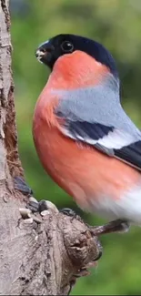 Vibrant bullfinch sitting on a tree branch with green blurred background.