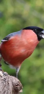 Bullfinch with red plumage perched on a tree with green background.