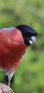 Vibrant bullfinch with red plumage on a lush green background.