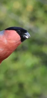 Bullfinch with red breast and black cap on a green background mobile wallpaper.