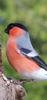 Colorful bullfinch on tree with vibrant feathers.