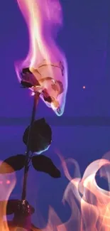 Burning rose with purple background.