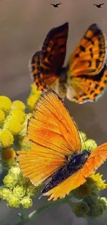 Vibrant orange butterfly on yellow flowers.