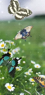 Four colorful butterflies flutter over a daisy-filled meadow.