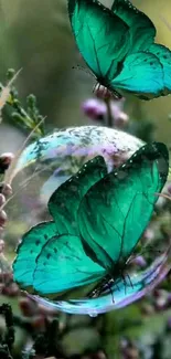 Emerald butterflies with lush greenery background in mobile wallpaper.