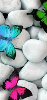 Colorful butterflies perched on serene white stones.