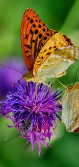 Close-up of butterflies on purple flowers in nature.