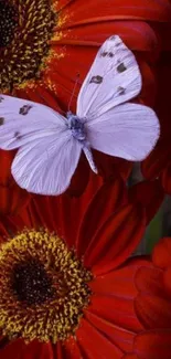 White butterfly resting on vibrant orange flowers.