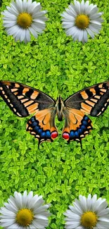 Vibrant butterfly with daisies on green background wallpaper.