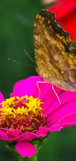 Butterfly perched on a vivid pink flower, highlighting nature's vibrant beauty.