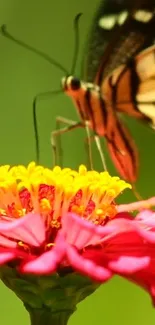 A butterfly on a vibrant pink and yellow flower, perfect for nature wallpaper.