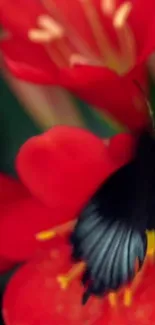 Vibrant butterfly on a vivid red flower close-up.