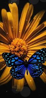 Blue butterfly on golden flower with black background wallpaper.