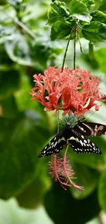 Butterfly resting on a vibrant pink flower with green leaves.