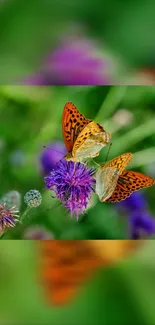 Orange butterflies on purple flowers with green background.