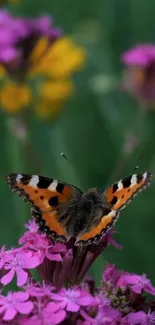 Butterfly perched on colorful flowers.