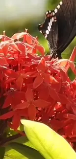 Butterfly resting on red blossoms in vibrant nature setting.