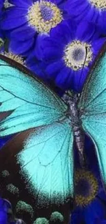 Turquoise butterfly on purple flowers wallpaper.