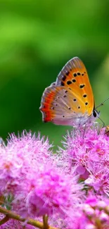 Colorful butterfly sitting on pink flowers with green background.