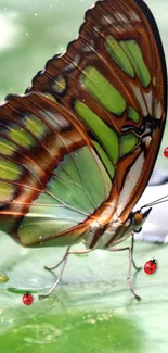 Vibrant butterfly resting alongside ladybugs on a green leaf surface.