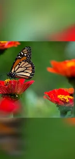 Butterfly resting on vibrant red flowers with a green blurred background.