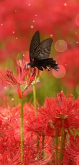 Black butterfly perched on vibrant red spider lilies in a beautifully natural setting.