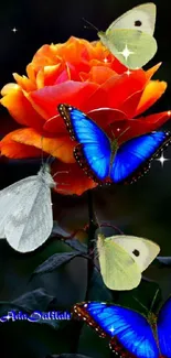 Vibrant blue butterflies on an orange rose.