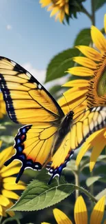 A yellow butterfly perched on bright sunflowers under a clear blue sky.