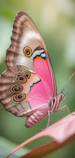 Vibrant butterfly with colorful wings resting on a leaf.