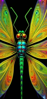 Colorful butterfly art with intricate, vivid wings on a black background.