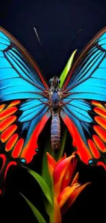 Vibrant butterfly with blue and orange wings on a floral background.