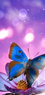 Blue butterfly on flower with purple background wallpaper.