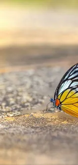 Close-up of a vibrant butterfly with yellow wings on a textured surface.