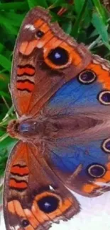 Close-up of a colorful butterfly on grass, highlighting vivid orange and blue patterns.