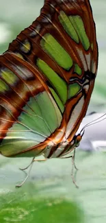 Colorful butterfly on a green leaf wallpaper for mobile phones.