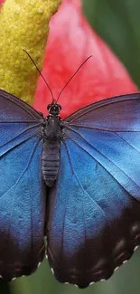 Close-up of a vibrant blue butterfly on a red flower.