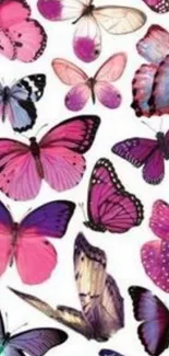 Vibrant pink and purple butterfly patterned wallpaper.