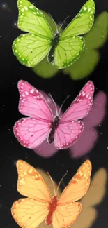 Three vibrant butterflies on a black background.